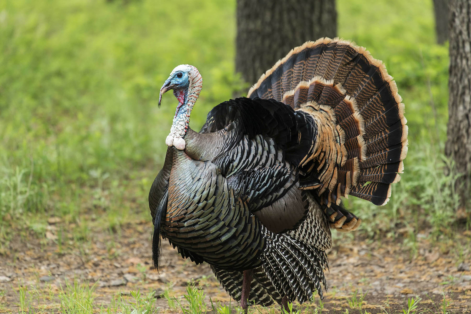Gobble On, Thunder Chickens: Turkey Conservation in Michigan