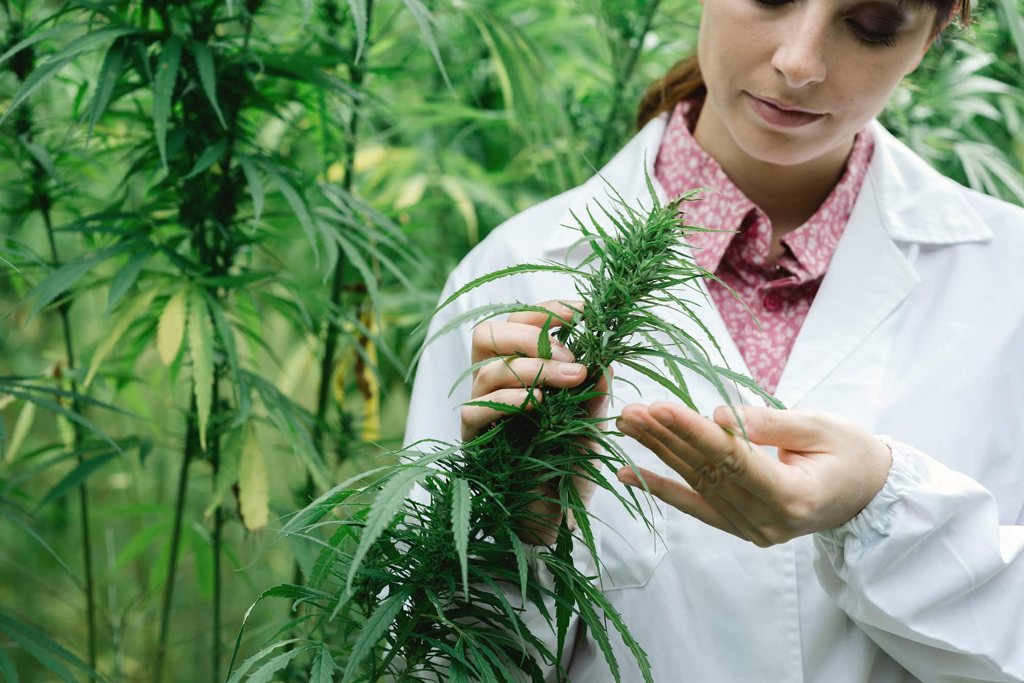 Houston High: The Potential Impacts of Legalizing Marijuana