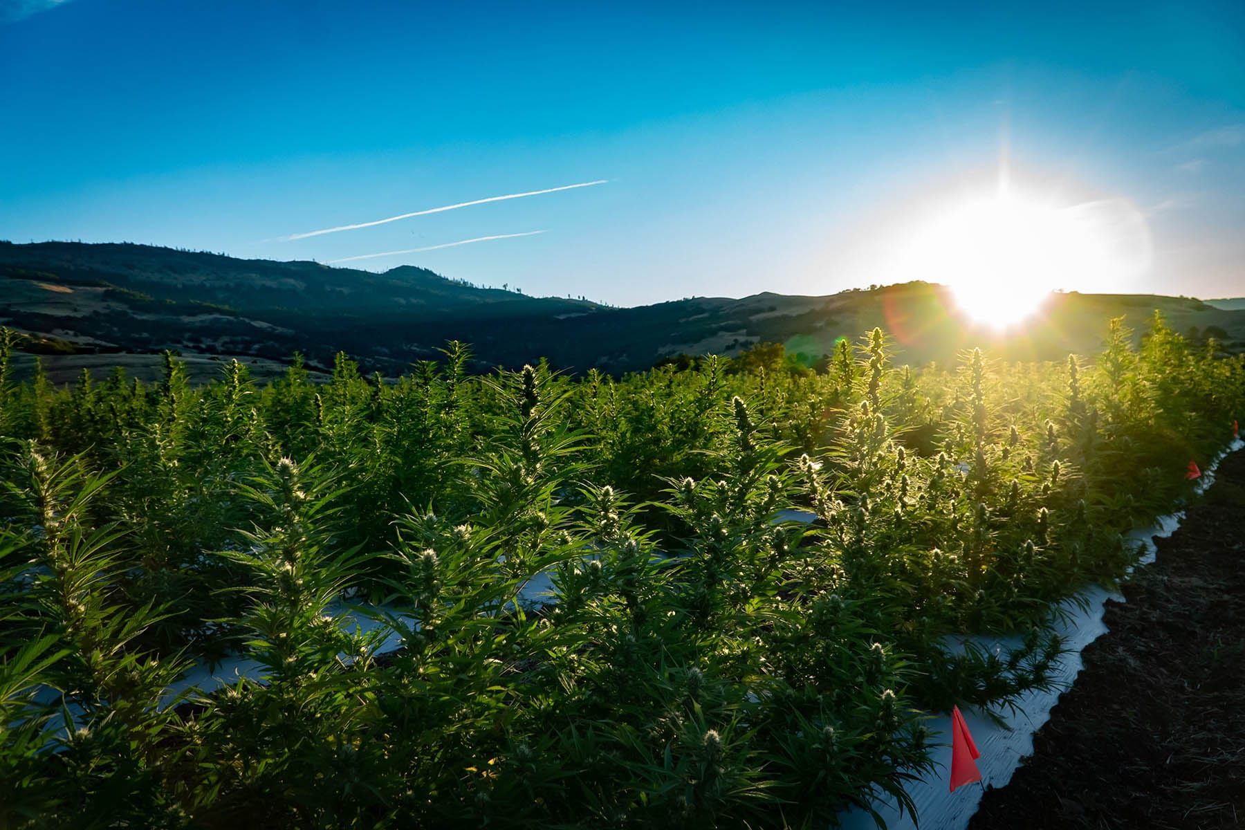 Medical Marijuana's Impact on Utah Real Estate