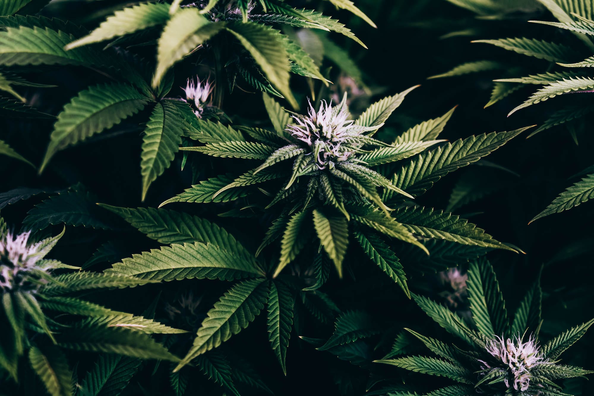 How Legal Marijuana Has Impacted Nevada Real Estate