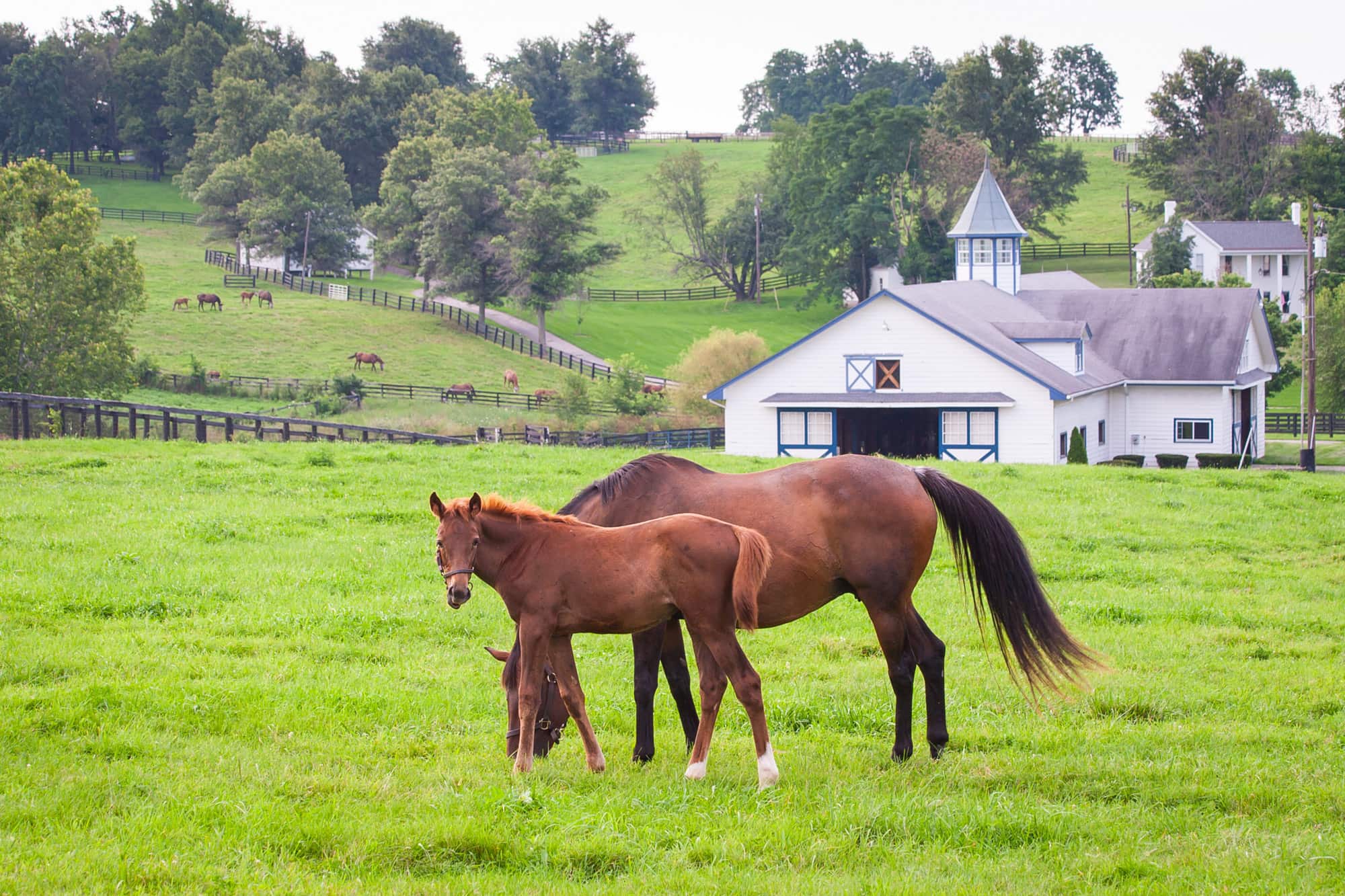 Home on the Range: What Buyers Look for in Equine Property