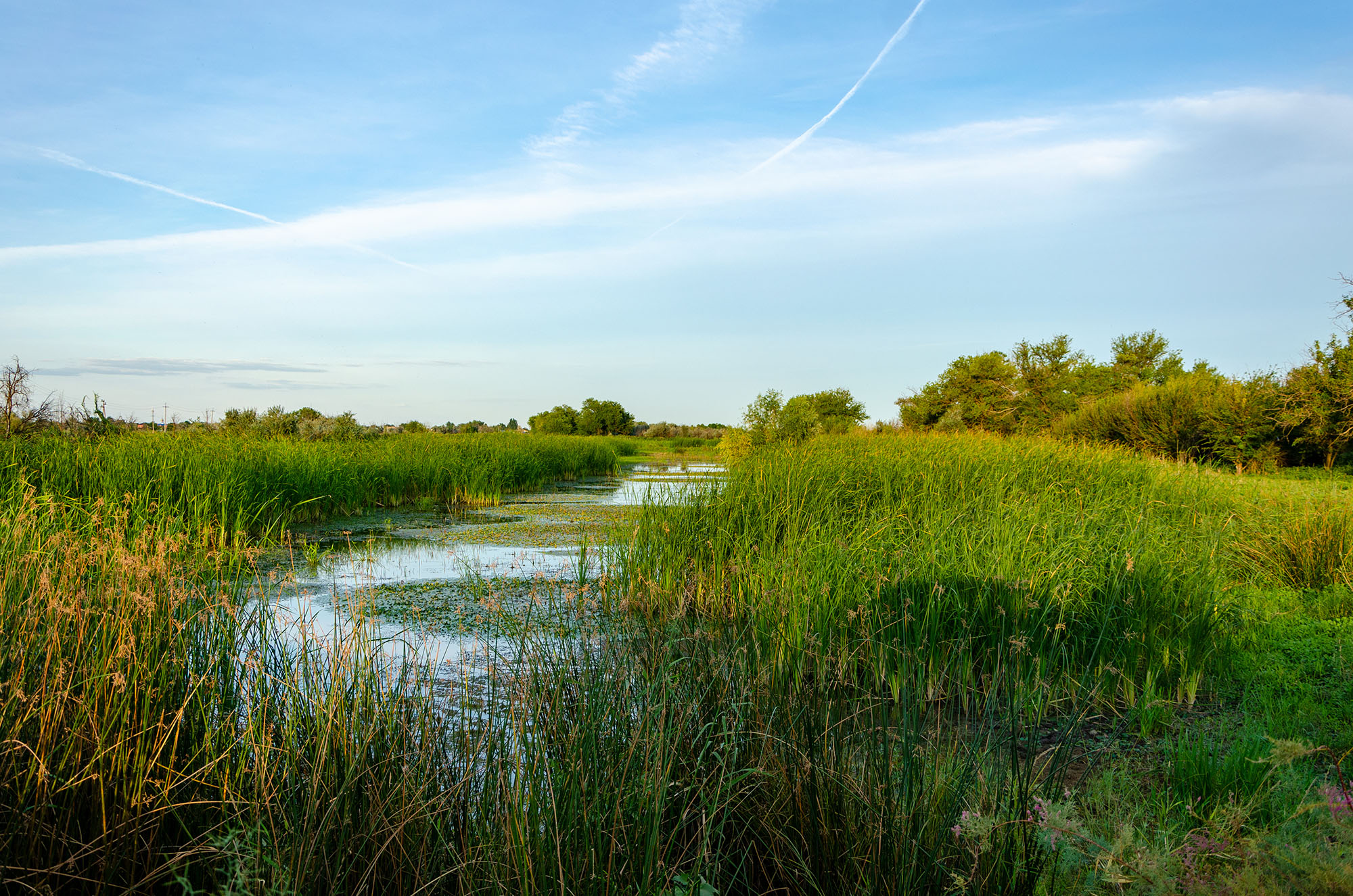 Charles Ponzi’s Florida Real Estate Swampland Scam