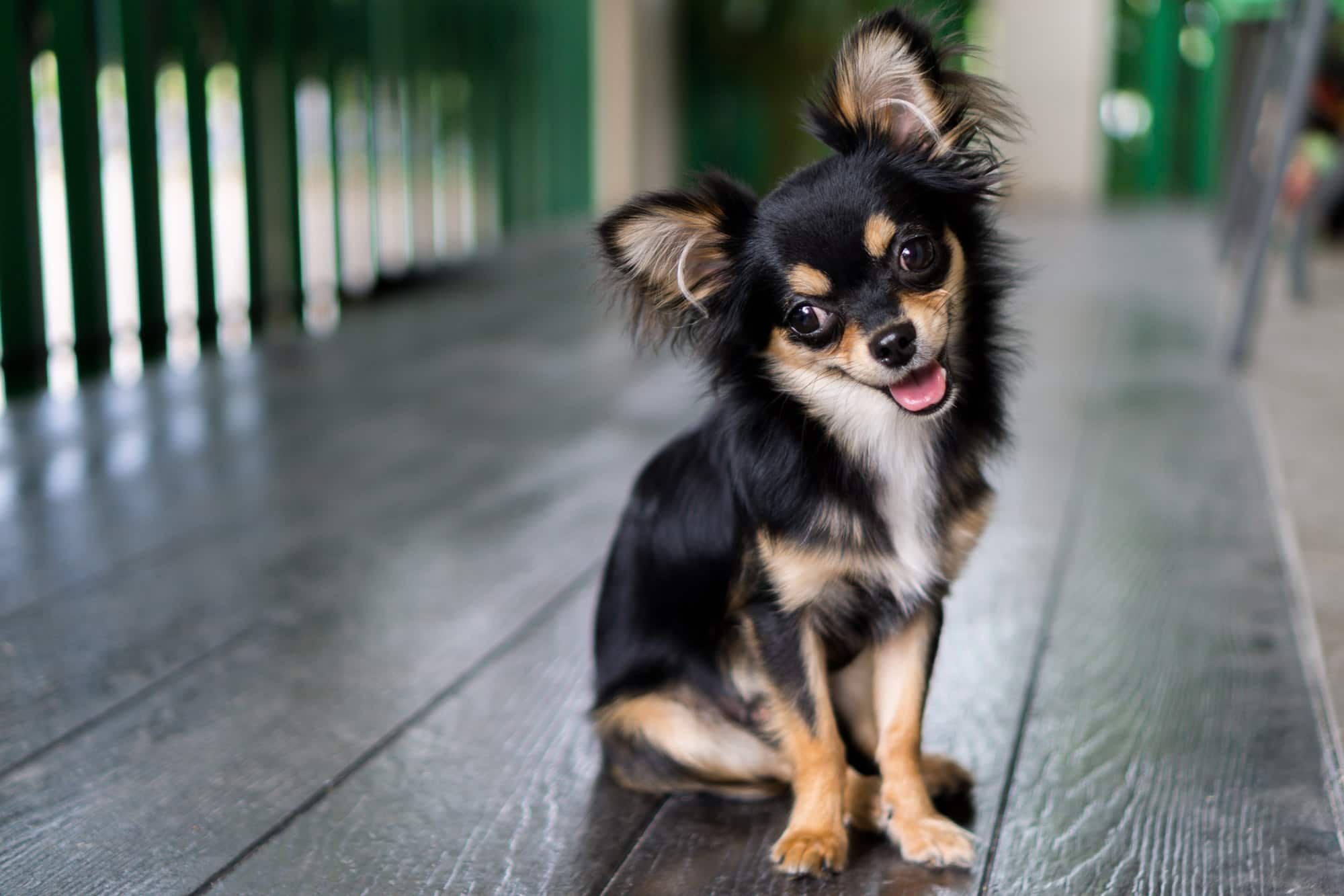 chihuahua