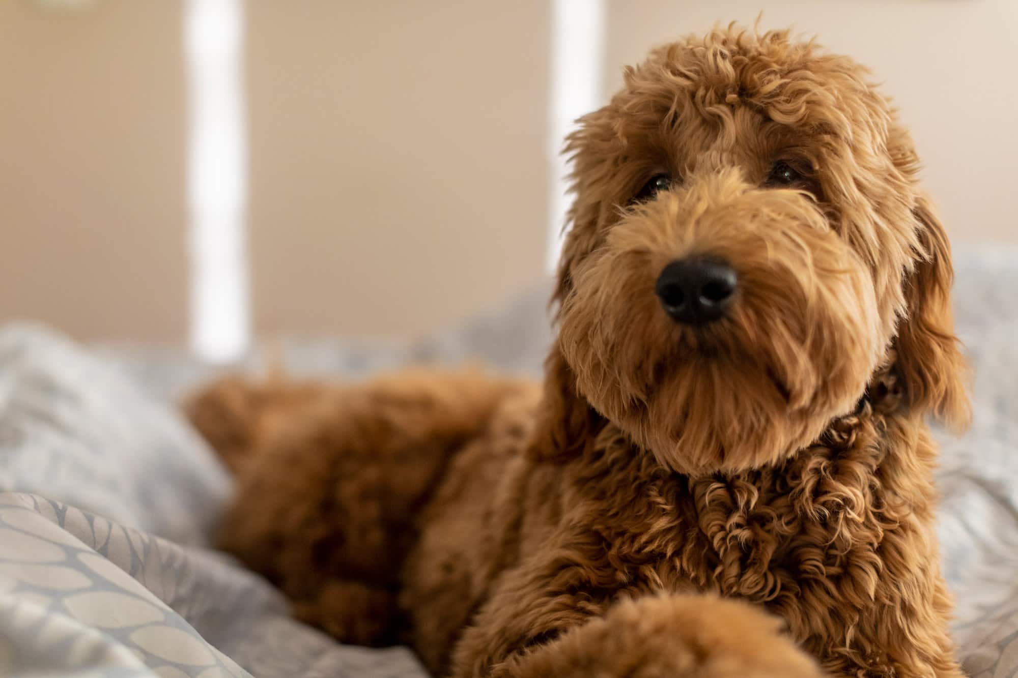 goldendoodle
