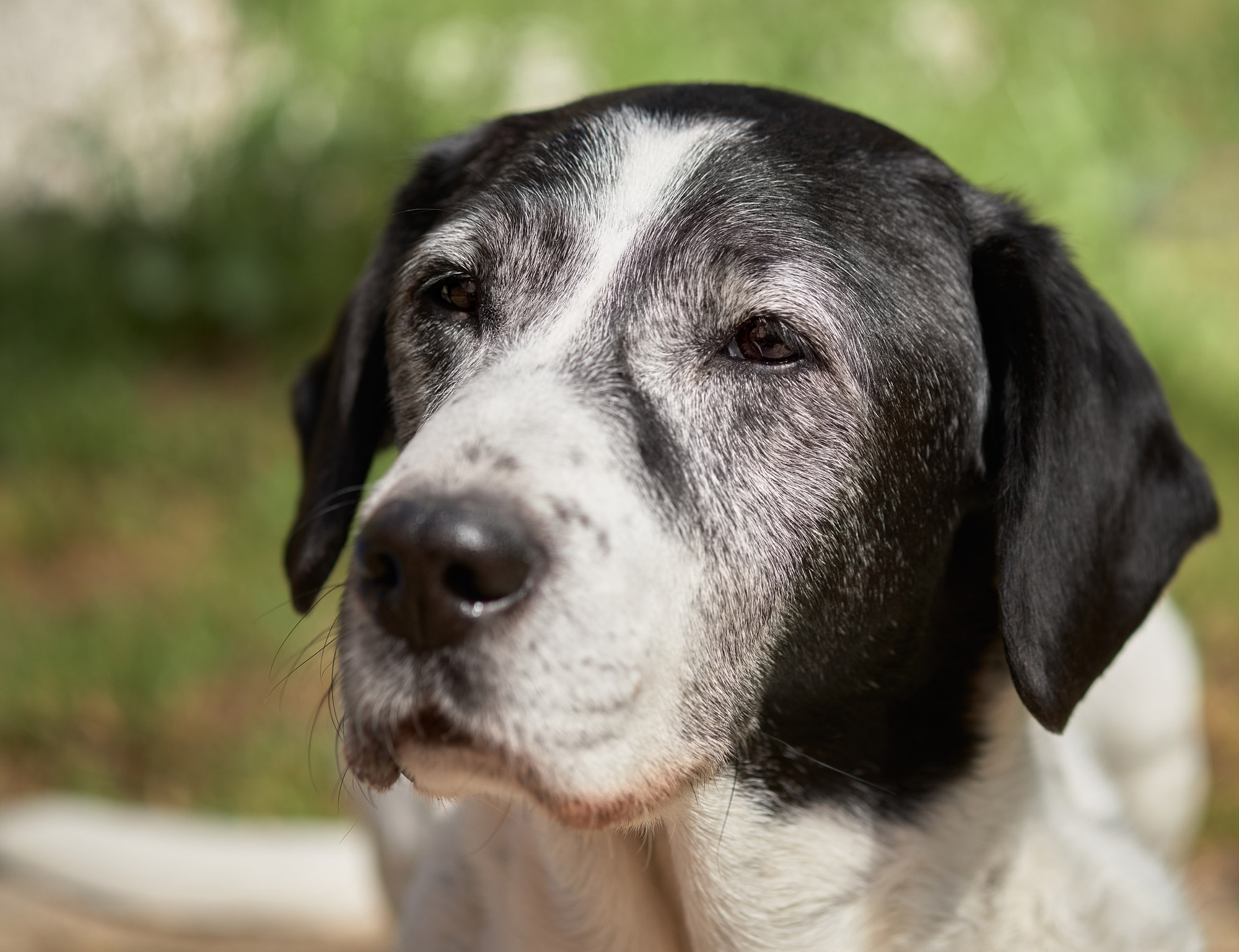 lab mix