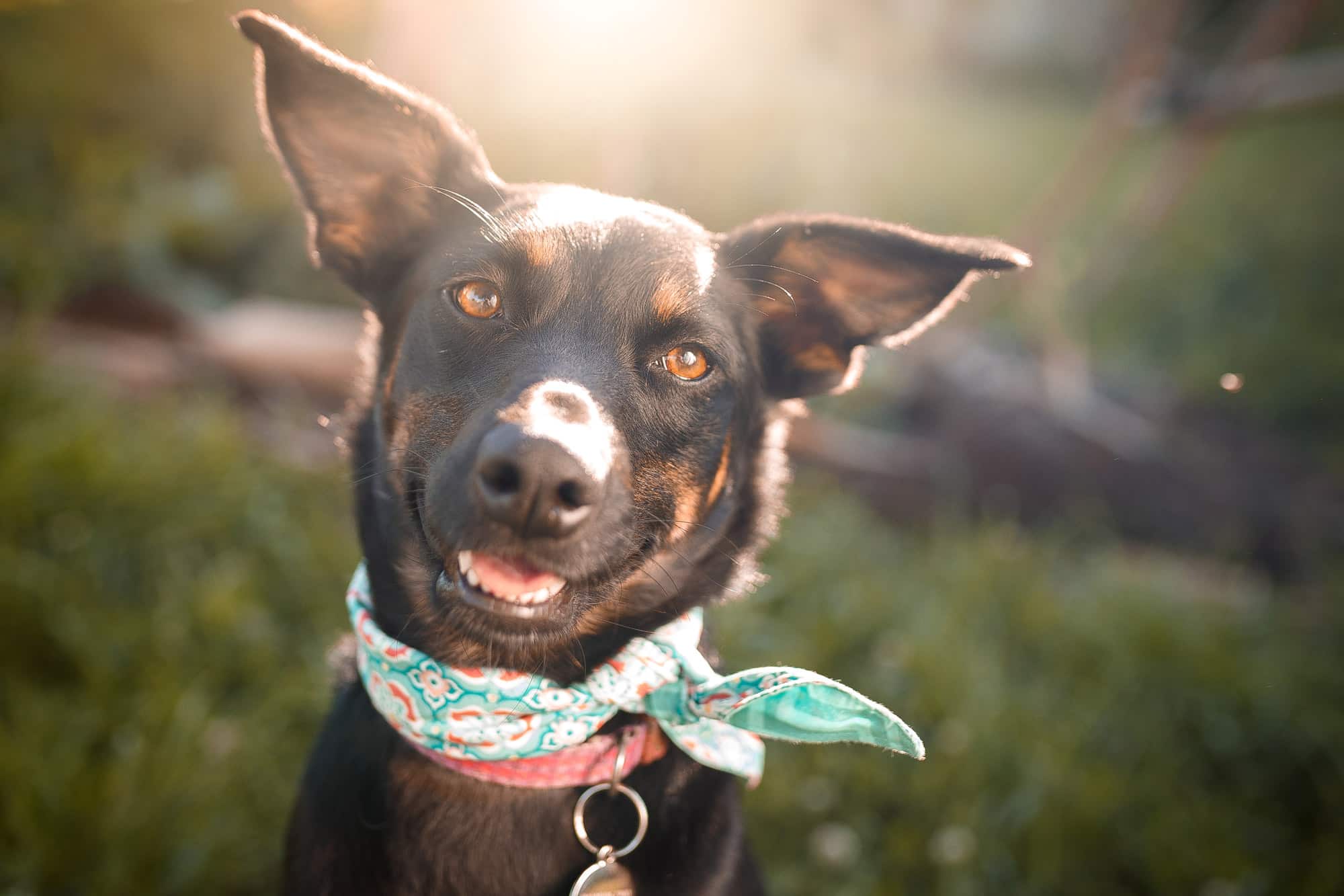 mutt