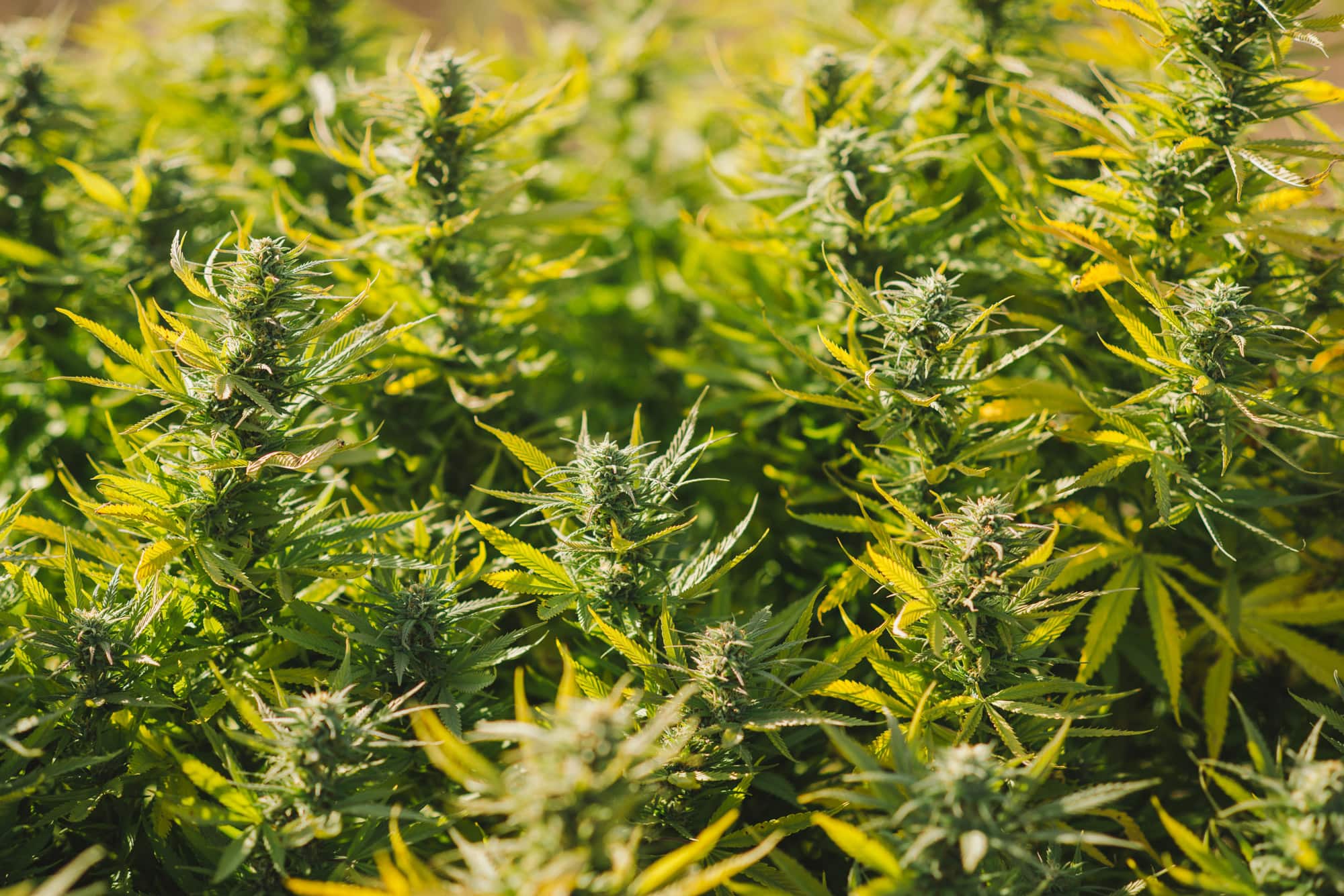Marijuana Plants
