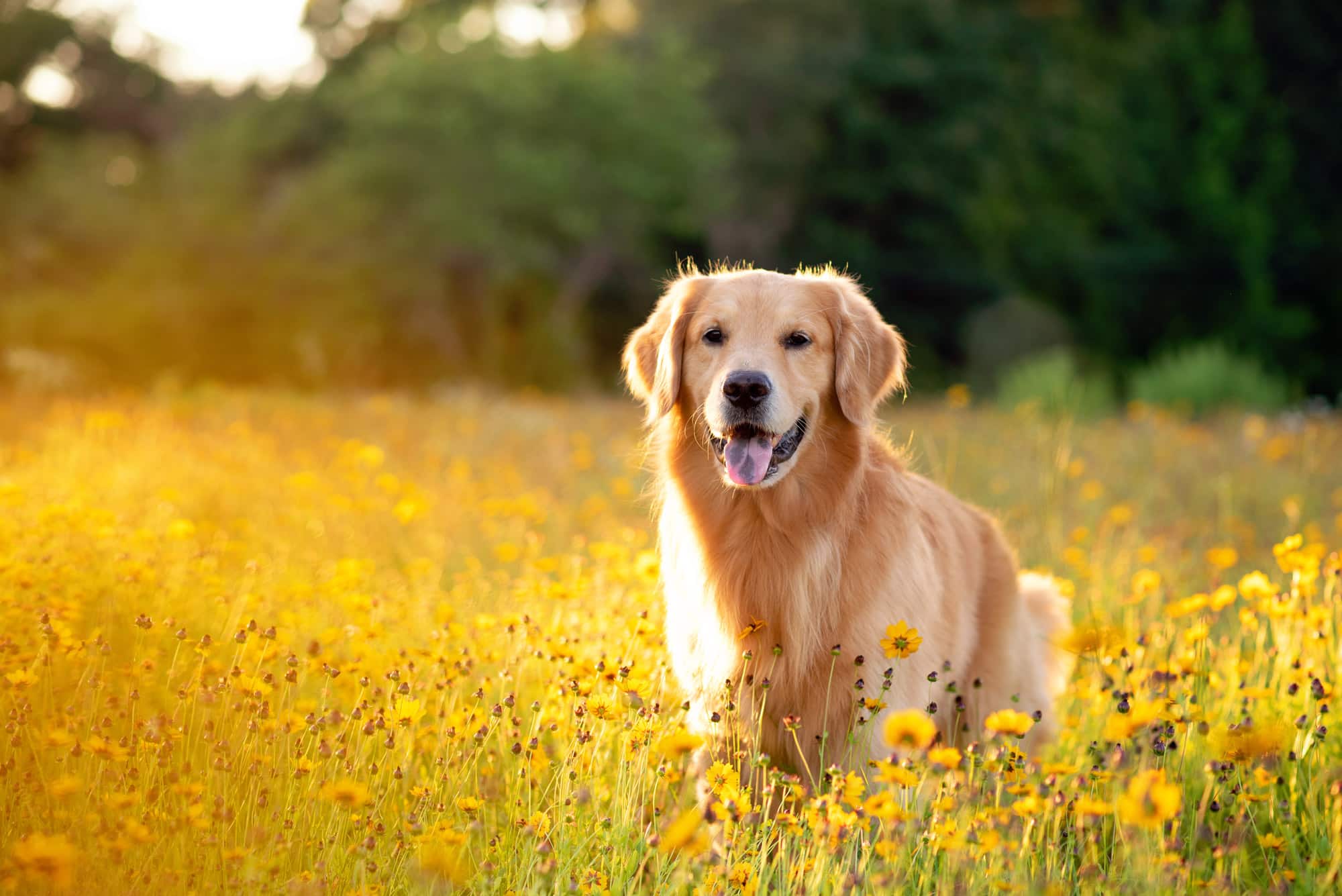 golden retriever