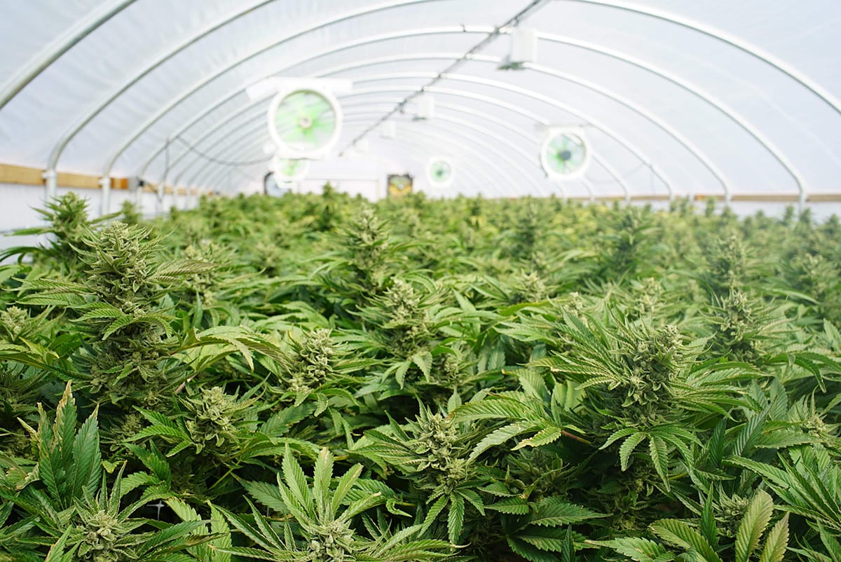 weed-in-real-estate