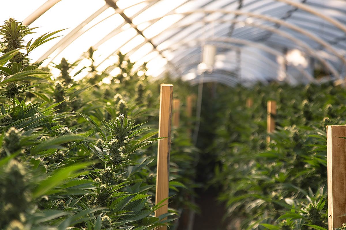 Legal Marijuana