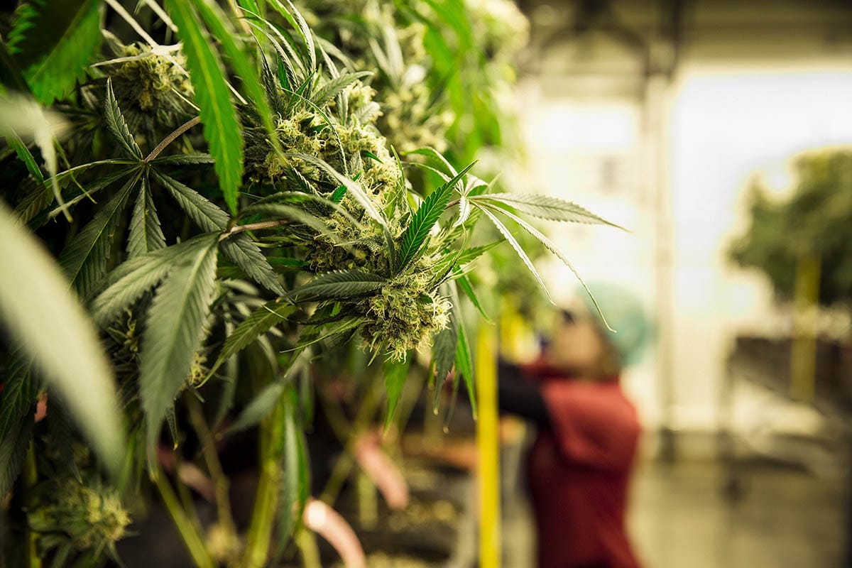 Medical Marijuana's Impact on Utah Real Estate