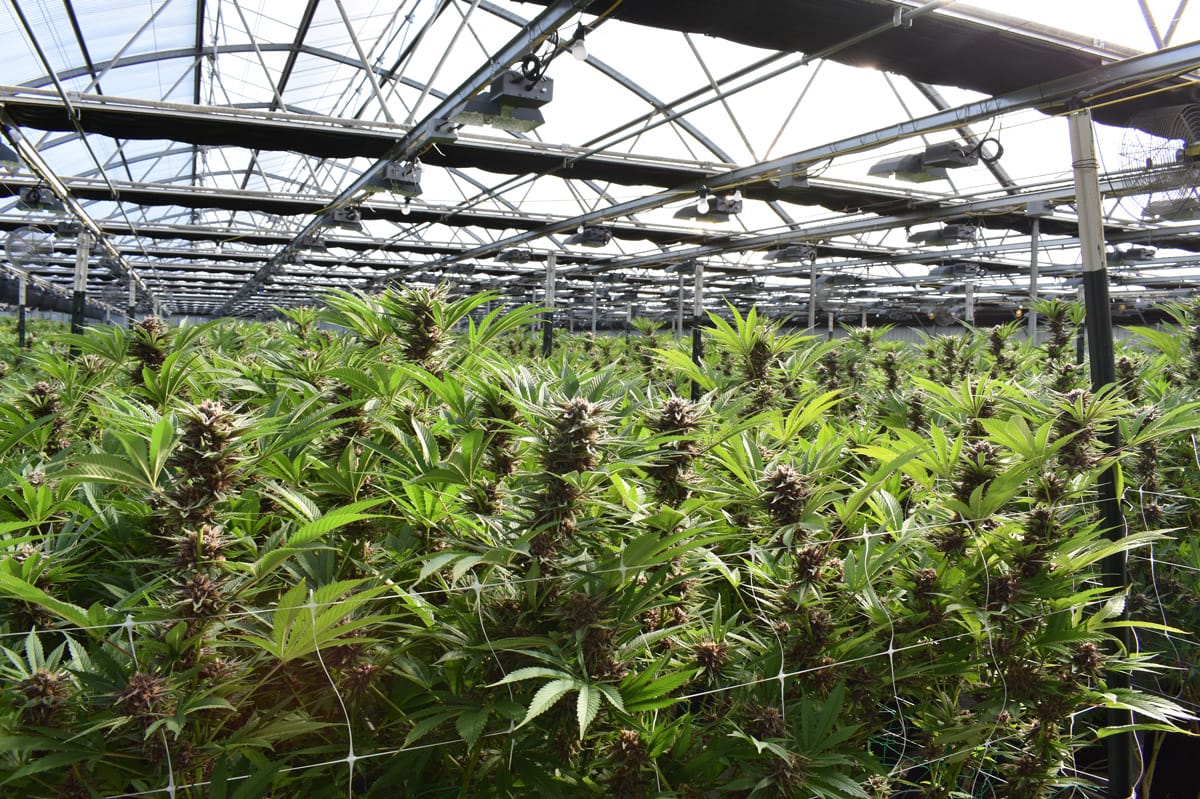 Oklahoma: The Country's Next Biggest Weed Boom