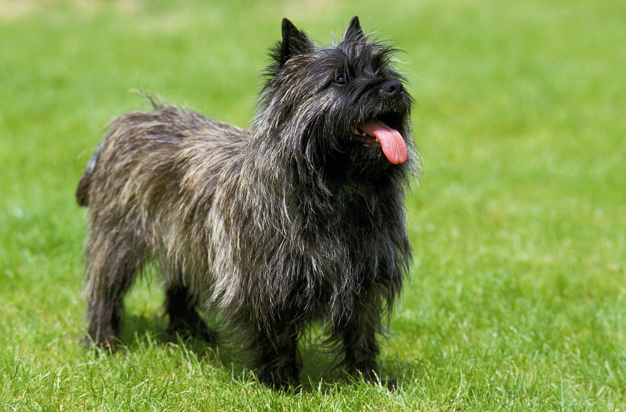 Toto's Kansas Property Options