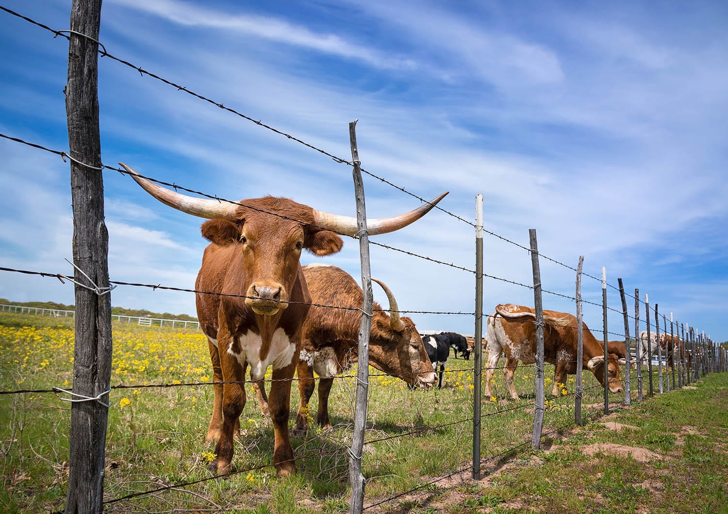 Selling and buying land in Texas