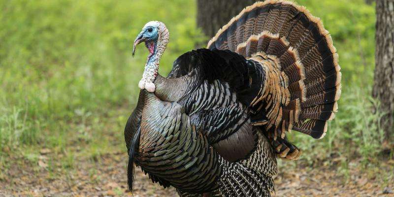Gobble On, Thunder Chickens: Turkey Conservation in Michigan