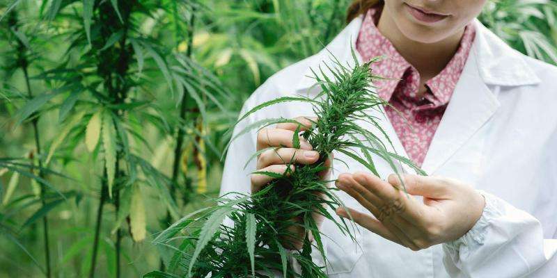 Houston High: The Potential Impacts of Legalizing Marijuana