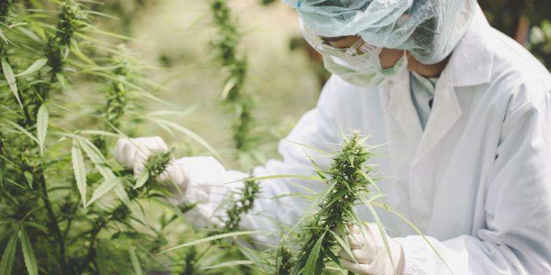 Legal Weed: New High for Georgia Real Estate?