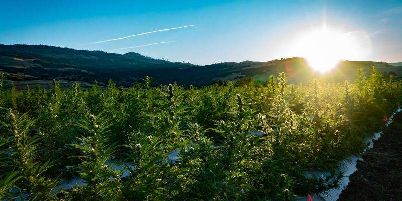 Medical Marijuana's Impact on Utah Real Estate