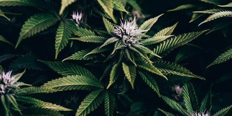 How Legal Marijuana Has Impacted Nevada Real Estate
