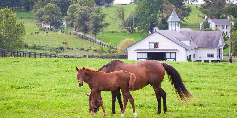 Home on the Range: What Buyers Look for in Equine Property