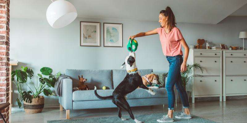 Indiana Ranks as One of the Most Pet-Friendly States