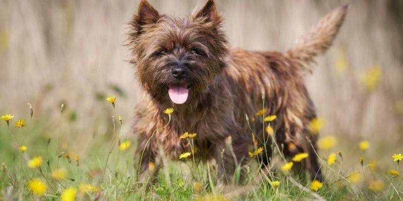 Over the Real Estate Rainbow: Toto's Kansas Property Options