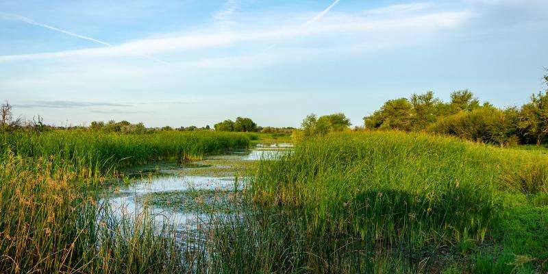 Charles Ponzi’s Florida Real Estate Swampland Scam